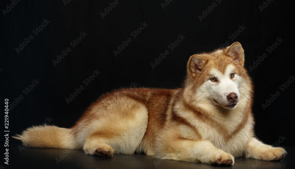 Alaskan Malamute dog on Isolated Black Background in studio