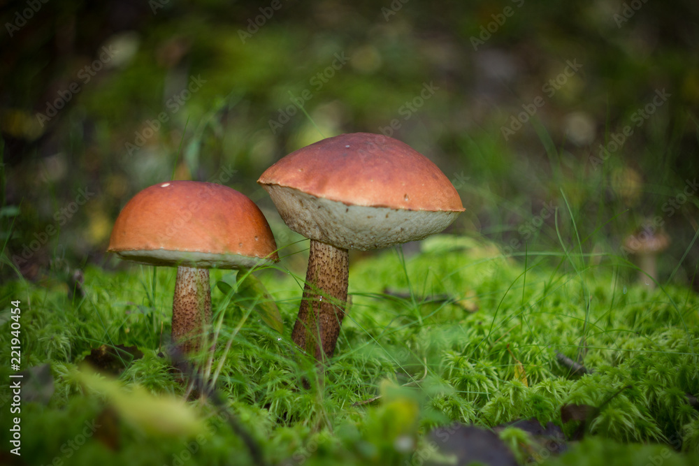 Forest gifts. Karelia. 