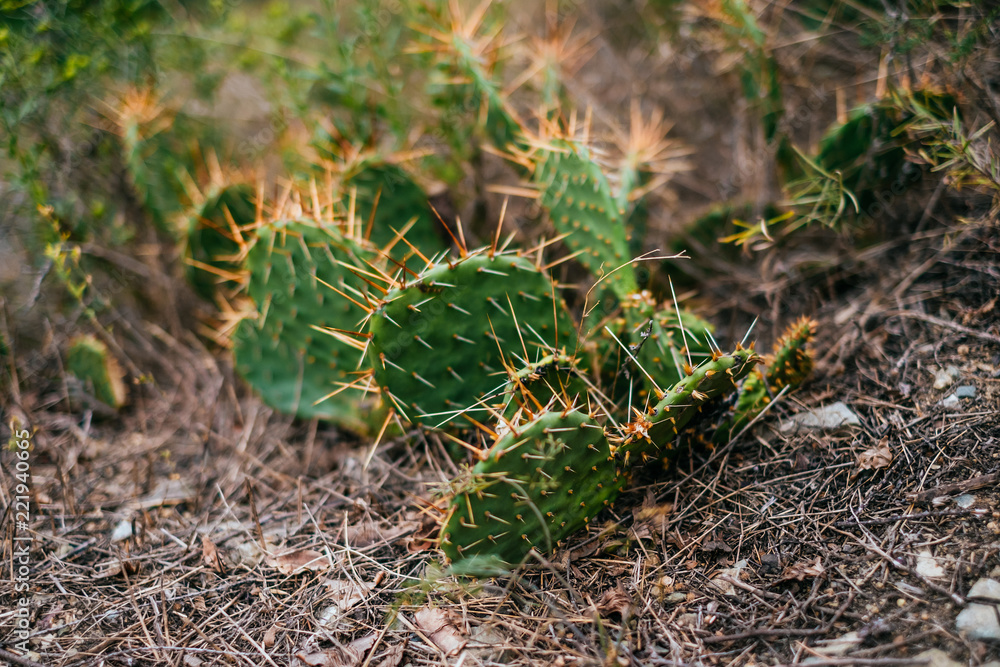 Green leaves of opuntia cactus in sunlight. Textured background. Green leaves of opuntia cactus in sunlight. Textured background.