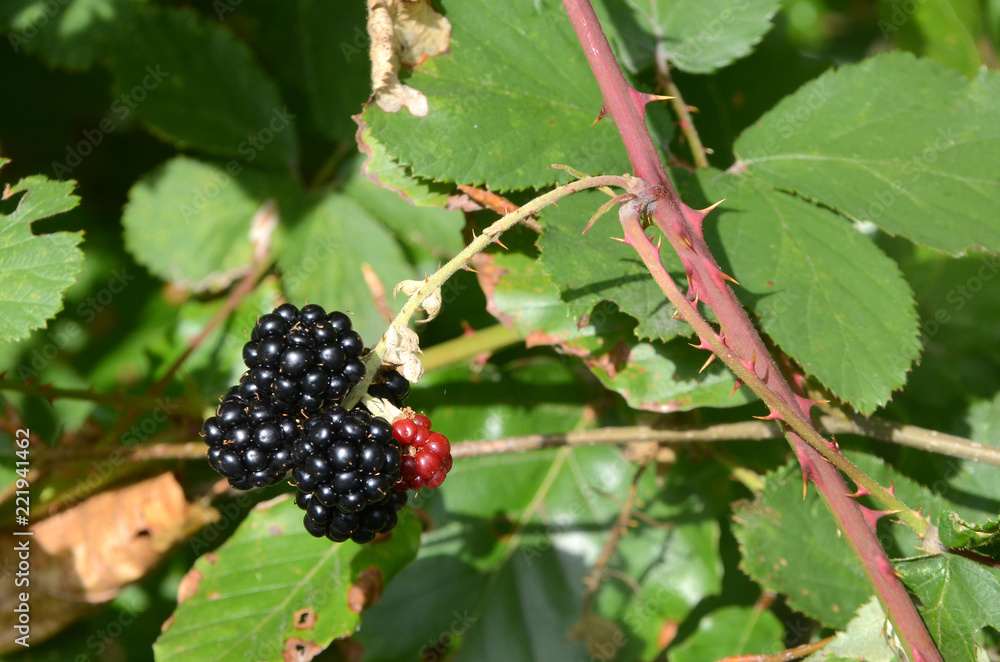 Cluster with blackberries in sunlight Cluster with blackberries in sunlight