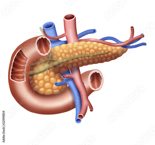 Digital illustration of pancreas photo