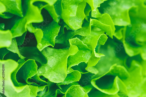 Macro photography of fresh wet green salad. The concept og healthy lifestyle.