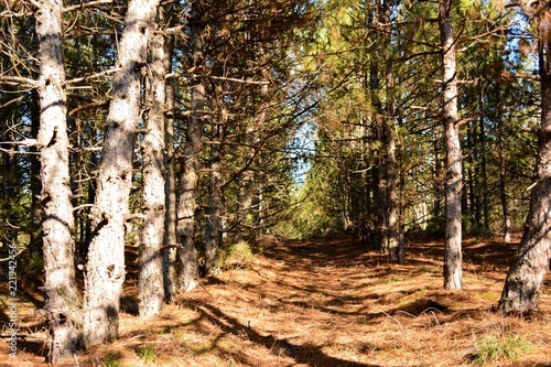 Path in the forest