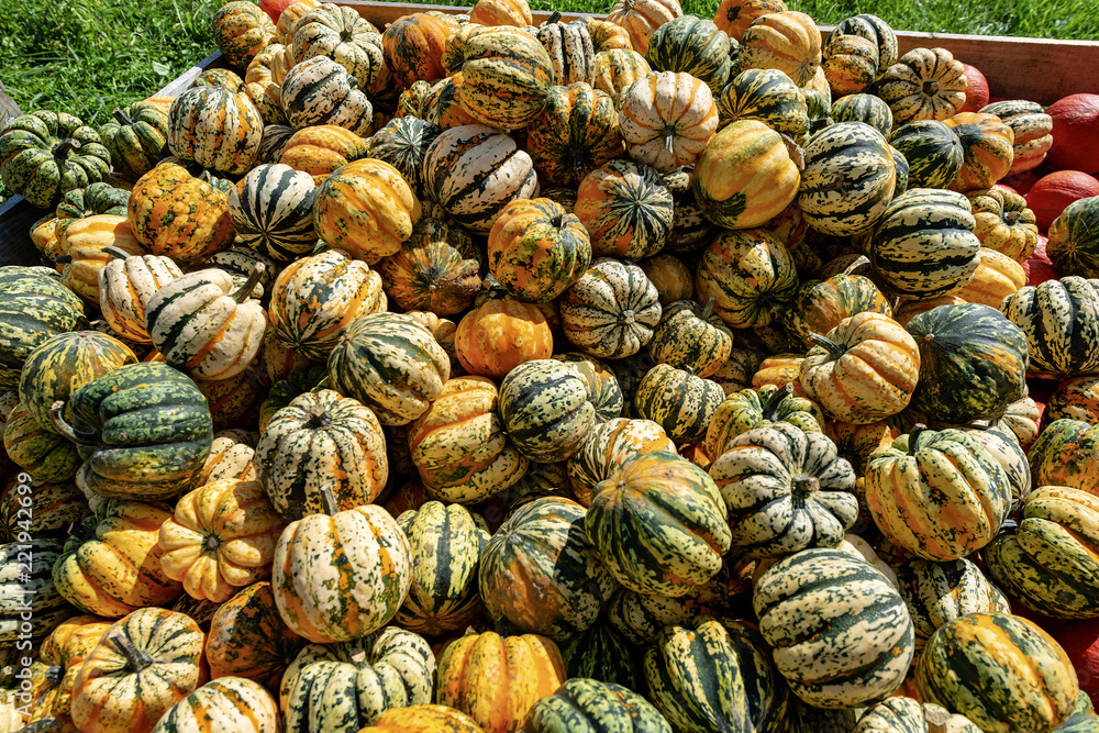 Harvest of Striped Pumpkins - Bavaria Germany