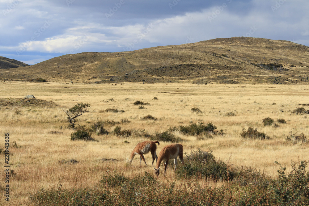Two guanacos graze on a golden field in rural Patagonia. 