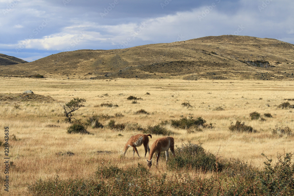 Two guanacos graze on a golden field in rural Patagonia. Two guanacos graze on a golden field in rural Patagonia.