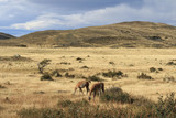 Two guanacos graze on a golden field in rural Patagonia. 