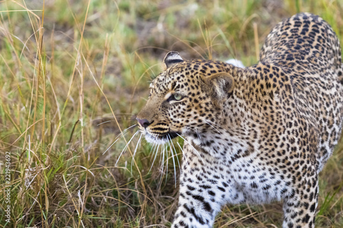 The leopard conceals prey. Masai Mara, Kenya