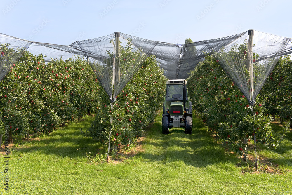 Fototapeta premium Apfelernte, Landwirtschaft