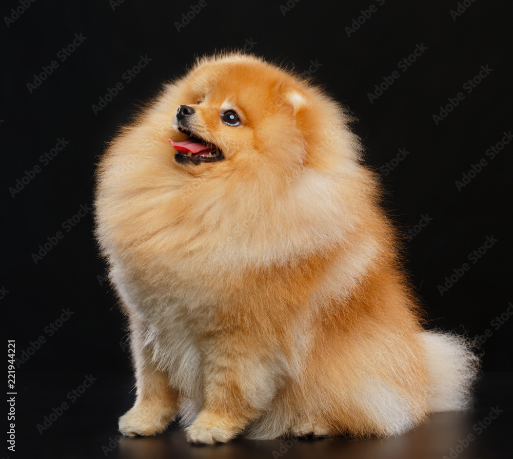 Pomeranian spitz Dog on Isolated Black Background in studio Pomeranian spitz Dog on Isolated Black Background in studio