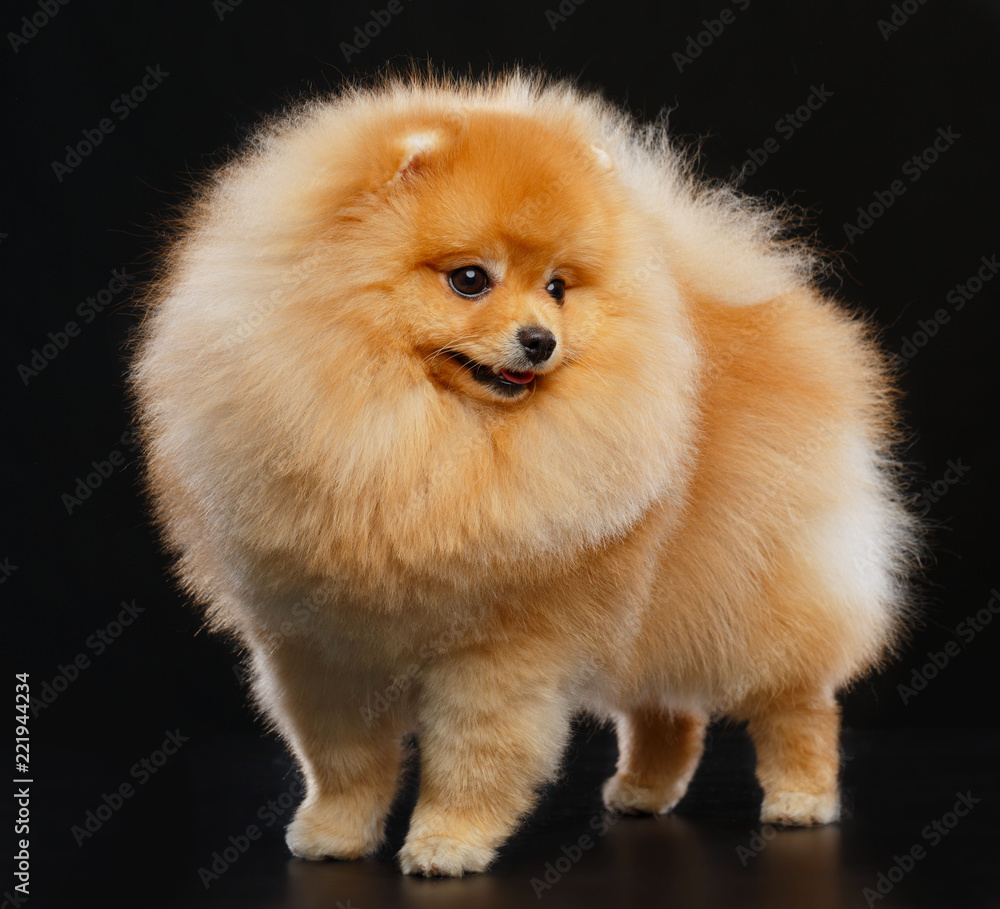 Pomeranian spitz Dog on Isolated Black Background in studio Pomeranian spitz Dog on Isolated Black Background in studio