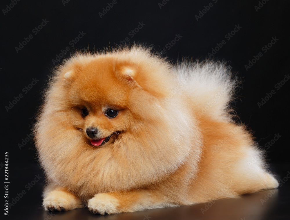 Pomeranian spitz Dog on Isolated Black Background in studio Pomeranian spitz Dog on Isolated Black Background in studio