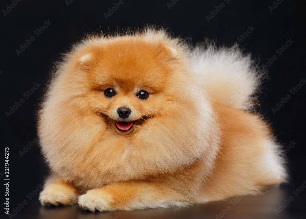 Obraz premium Pomeranian spitz Dog on Isolated Black Background in studio