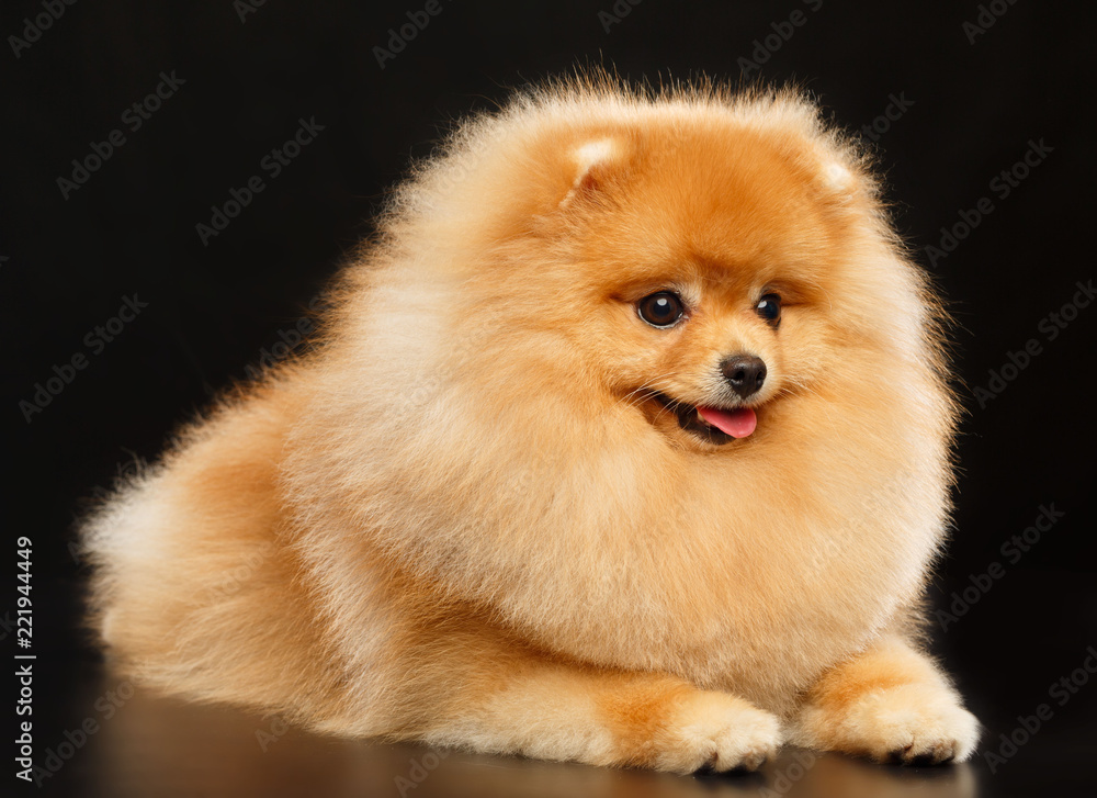 Pomeranian spitz Dog on Isolated Black Background in studio Pomeranian spitz Dog on Isolated Black Background in studio