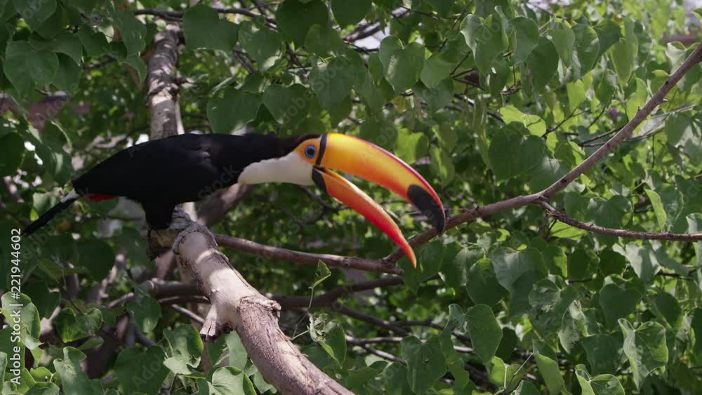 Colorful Toucan on tree branch hoping through the trees.