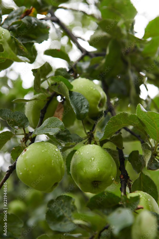 Green apples on branch ready to be harvested