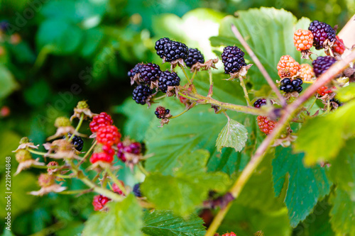 Ripening blackberries growing in the garden macro