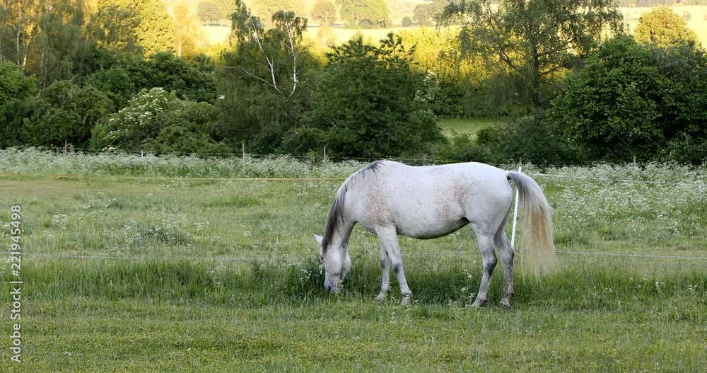 beautiful health white horse grazing in a spring grass meadow pasture in evening, farming concept beautiful health white horse grazing in a spring grass meadow pasture in evening, farming concept