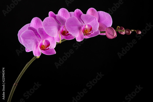 Purple Phalaenopsis orchid flowers on black background.