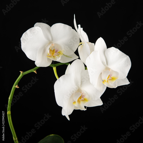 Fototapeta Naklejka Na Ścianę i Meble -  White Phalaenopsis orchid flowers on black background.