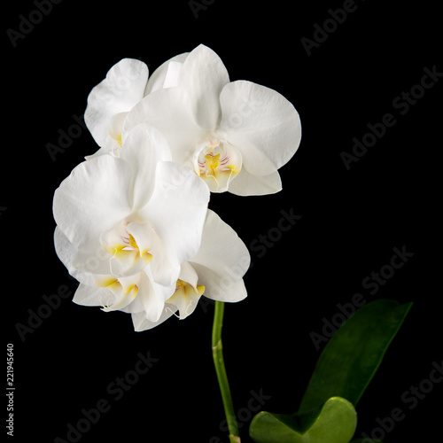 White Phalaenopsis orchid flowers on black background.
