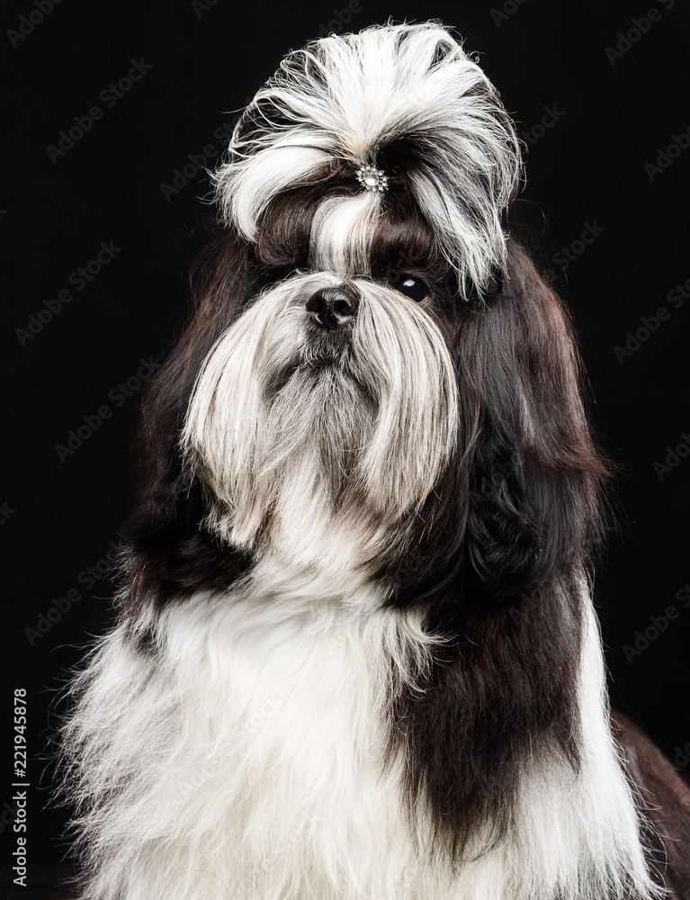 Shih Tzu dog on Isolated Black Background in studio Shih Tzu dog on Isolated Black Background in studio