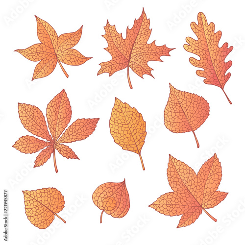 Hand drawn vector autumn set with oak  poplar  beech  maple  aspen and horse chestnut leaves and physalis of orange color isolated on the white background. Detailed foliage. Fall elements.