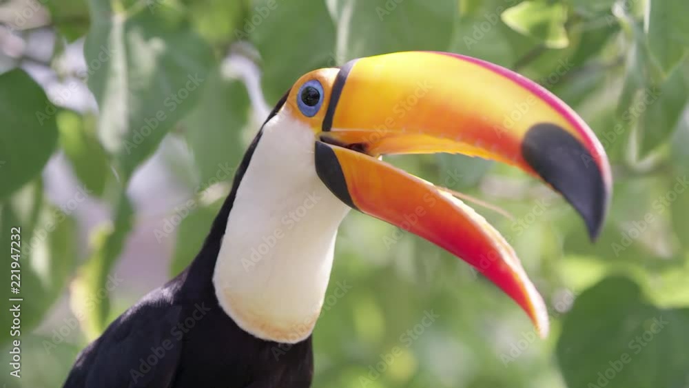 Up close view of Toucan with beak open viewing long skinny tongue as it get a grape. Up close view of Toucan with beak open viewing long skinny tongue as it get a grape.
