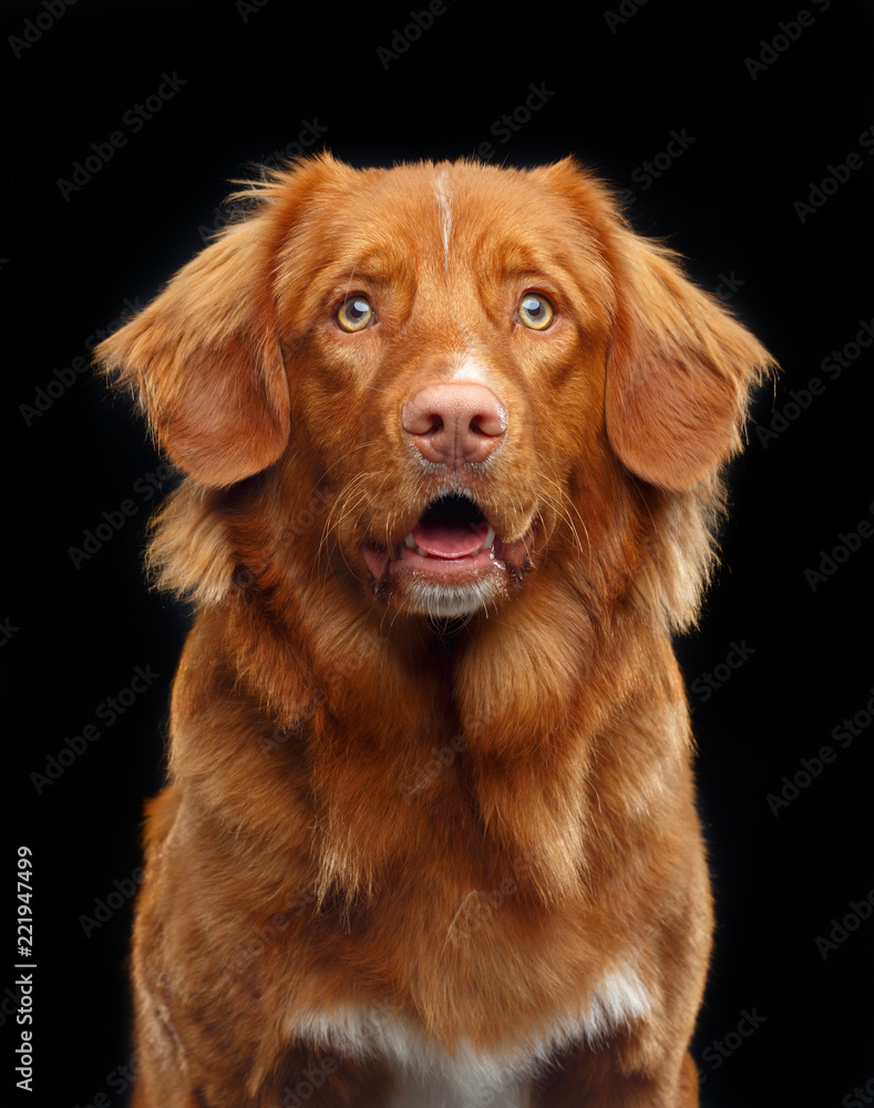 Nova scotia duck tolling retriever, New Scotland Retriever, toller dog on Isolated Black Background in studio Nova scotia duck tolling retriever, New Scotland Retriever, toller dog on Isolated Black Background in studio