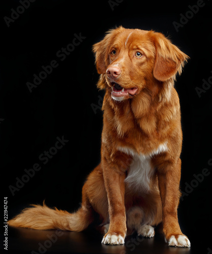 Fototapeta Naklejka Na Ścianę i Meble -  Nova scotia duck tolling retriever, New Scotland Retriever, toller dog on Isolated Black Background in studio