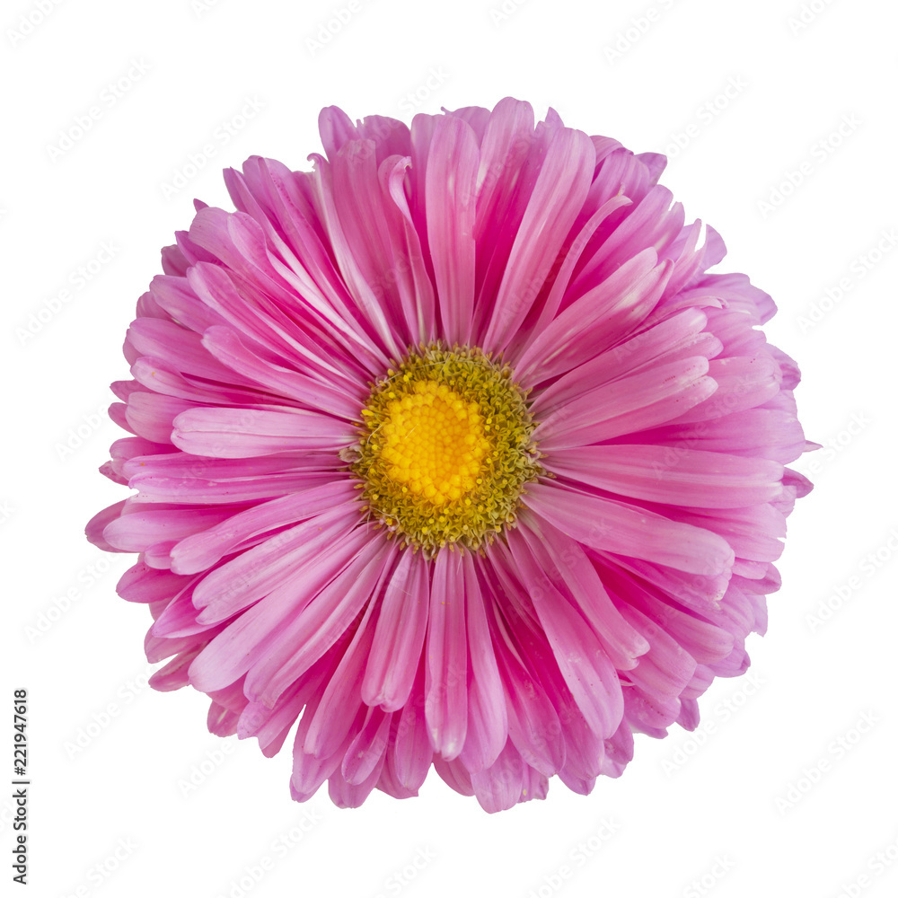 Pink aster flower isolated on white background
