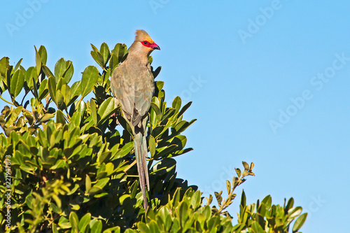 Red-faced Mousebird on tree in national park photo