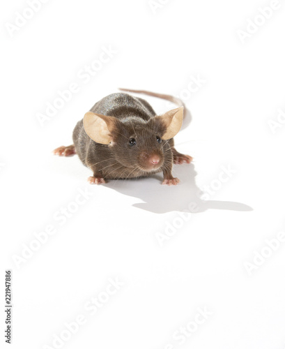 Mouse isolated on white. Long tail and big ears, cute domestic mouse.