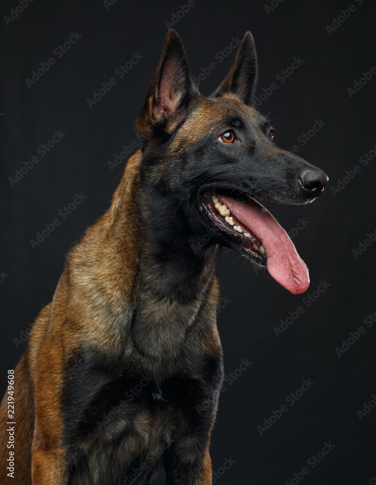Belgian Shepherd Dog, malinois dog on Isolated Black Background in studio Belgian Shepherd Dog, malinois dog on Isolated Black Background in studio