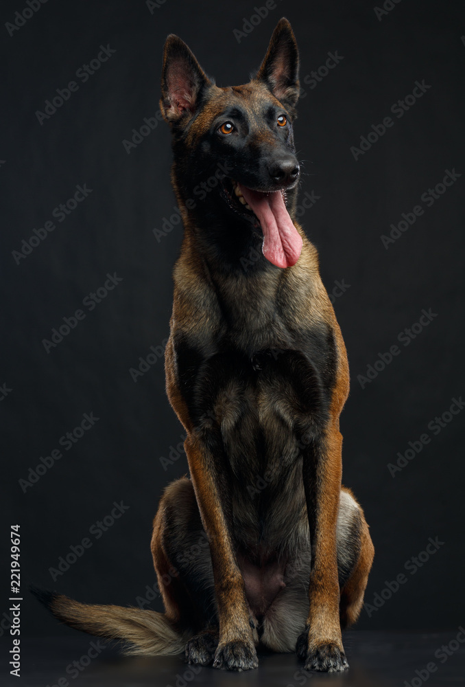 Naklejka premium Belgian Shepherd Dog, malinois dog on Isolated Black Background in studio