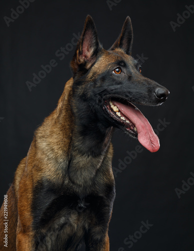Belgian Shepherd Dog, malinois dog on Isolated Black Background in studio © TrapezaStudio