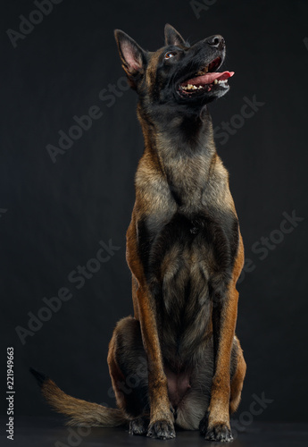 Obraz na płótnie Belgian Shepherd Dog, malinois dog on Isolated Black Background in studio