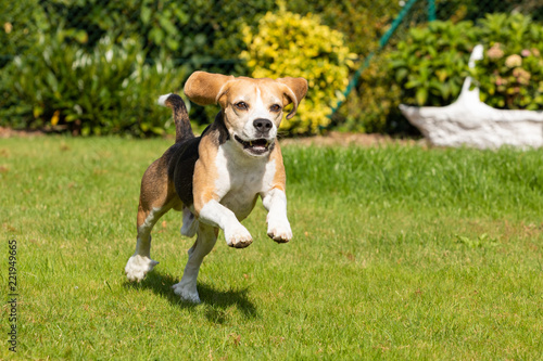 beagle running in the garden