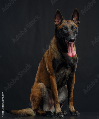 Belgian Shepherd Dog, malinois dog on Isolated Black Background in studio