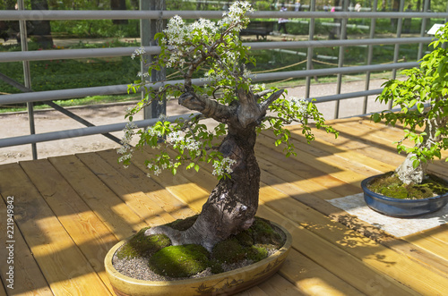 Mahaleb cherry - Bonsai in the style of "Straight and free".