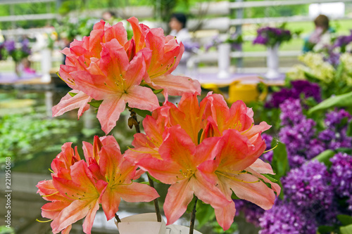 Rhododendron of the Teika species. photo