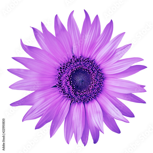 flower amethyst blue sunflower, isolated on a white  background. Close-up.  Nature. © afefelov68