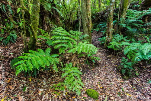 Walking track around the Blue Lake - Rotorua 