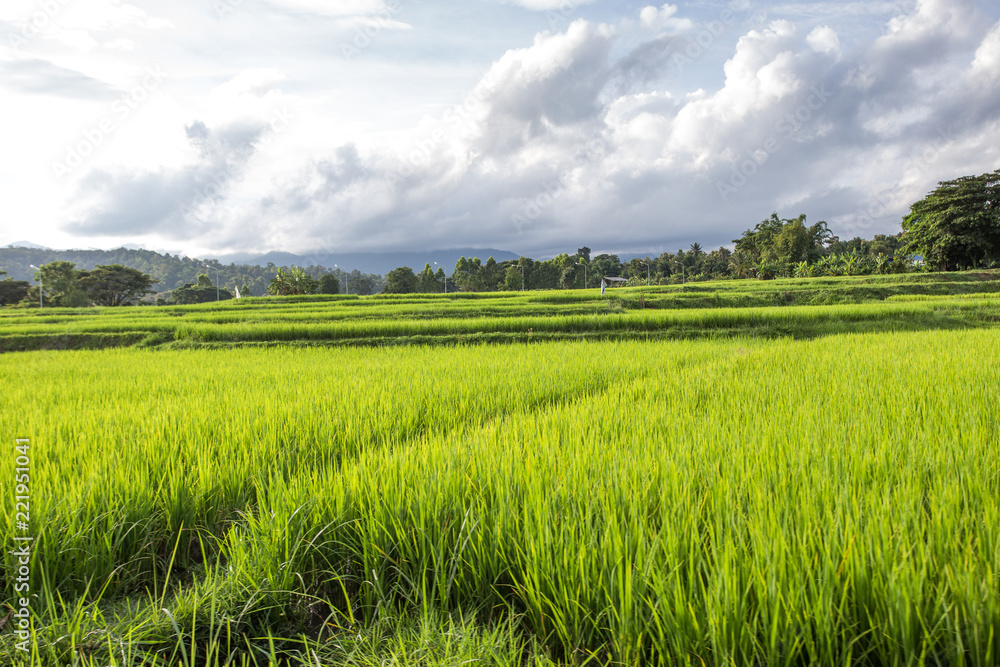 Green Rice Field paddy with Mountains Background Green Rice Field paddy with Mountains Background