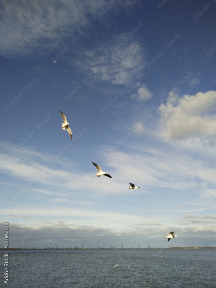 Seagulls mulwala
