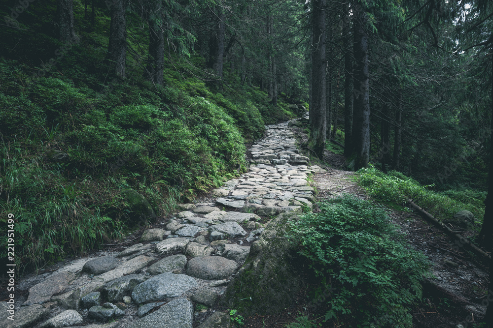 Fototapeta premium Rocky hiking path through green summer forest in mountains