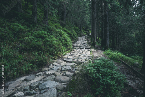Rocky hiking path through green summer forest in mountains