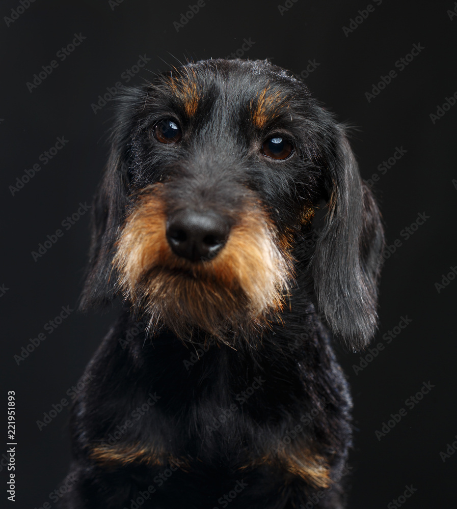 Coarse dachshund dog on Isolated Black Background in studio Coarse dachshund dog on Isolated Black Background in studio