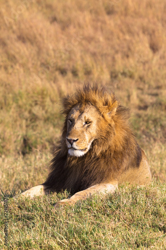 Fototapeta Naklejka Na Ścianę i Meble -  A large lion resting on a hill.  Masai Mara, Africa