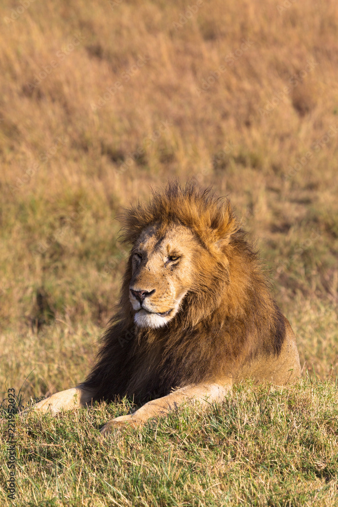 Portrait of a lying lion on a hill. Masai Mara, Kenya
